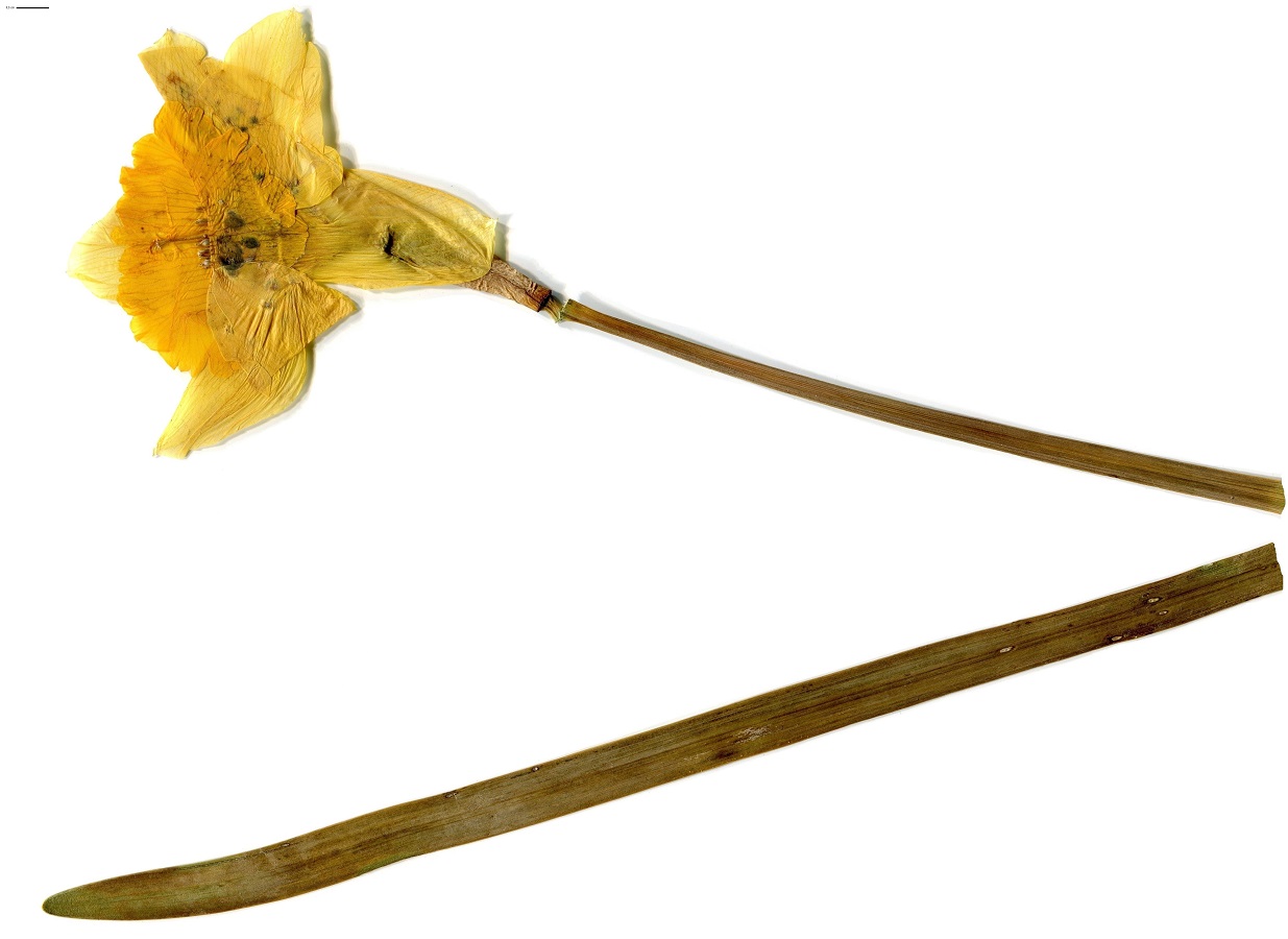 Narcissus pseudonarcissus subsp. major (Amaryllidaceae)